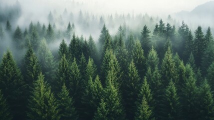 Fototapeta premium Serene image of a dense forest covered in mist, creating a tranquil atmosphere with green and foggy hues.