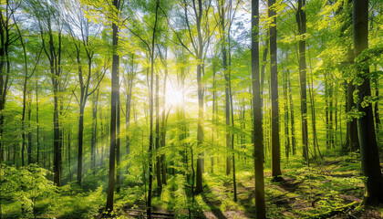 Panoramic view of a vibrant spring forest with sunlight filtering through tall tree trunks and green foliage, showcasing a serene natural landscape.