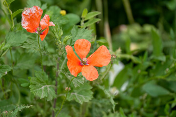 close-up of a flowering papaver dubium red poppy (long-headed poppy, blindeyes) 
