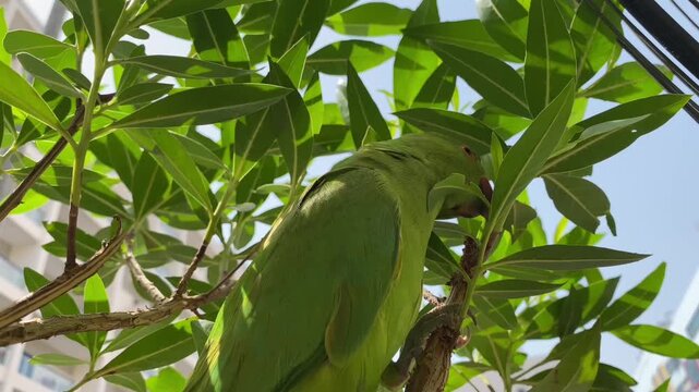 Bright green parakeet perched among thick leaves, gazing toward camera with urban background.