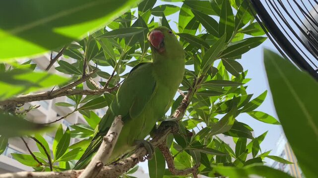 Bright green parakeet perched among thick leaves, gazing toward camera with urban background.