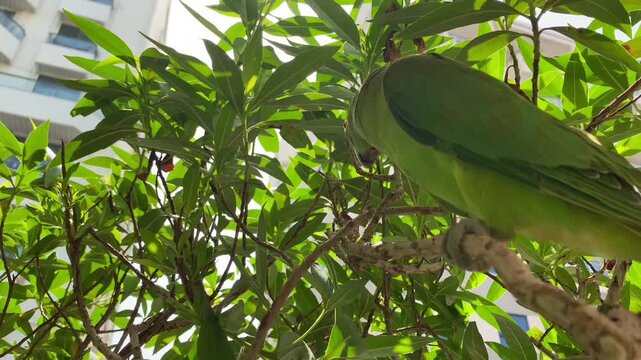 Bright green parakeet perched among thick leaves, gazing toward camera with urban background.