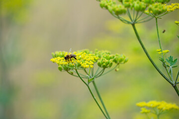 close-up of a honey bee (Apis mellifera) feeding on wild parsnip (Pastinaca sativa) flowers