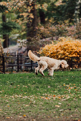 dog in autumn park