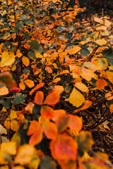 autumn leaves background