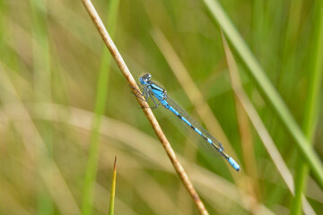 Close-Up of Bright Blue Damselfly on Grass with Blurry Background - Stock Photo