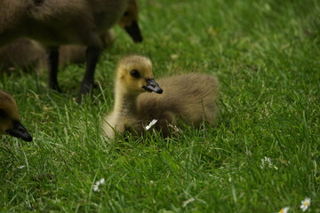 Resting Canada Gosling