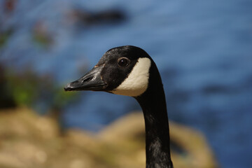 Canada Goose Portrait 3