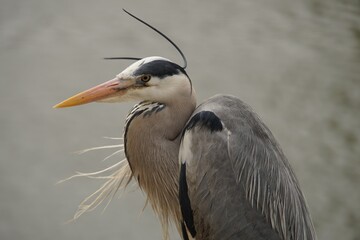 Grey Heron in the Wind 2
