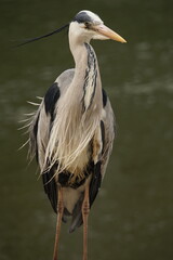 Still Grey Heron