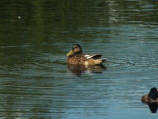 Mallard Drake Post Breeding Season