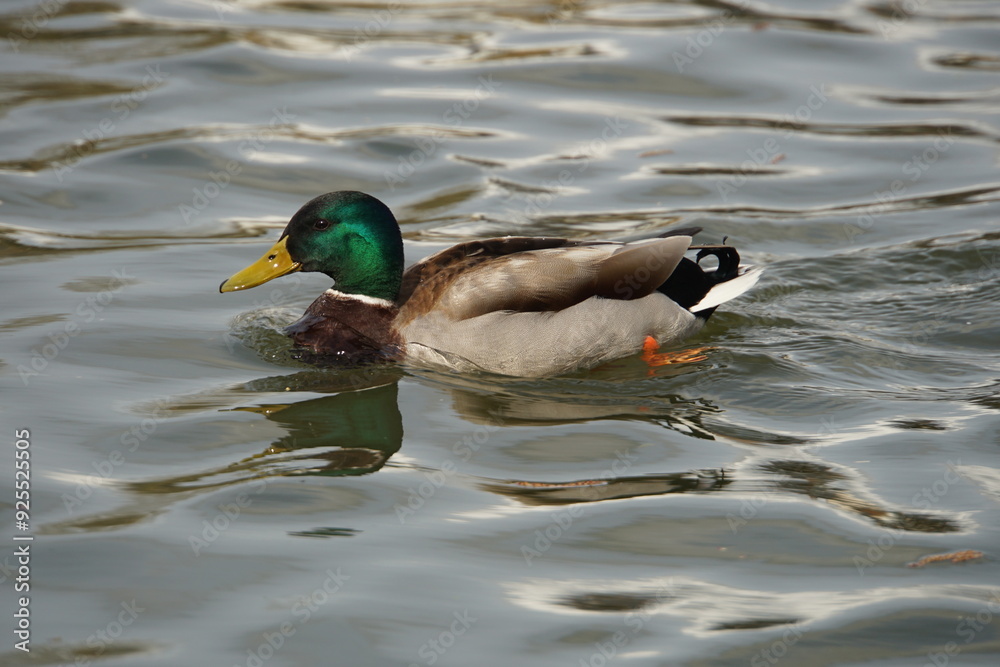 Sticker Swimming Mallard Drake 