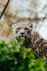 leopard in the zoo