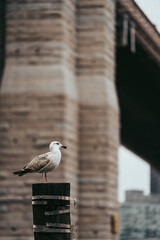 seagull on the pier