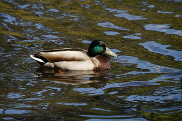 Mallard Duck,Duck - Bird,Bird,Animal,Living Organism,Animals In The Wild,Green Colour,Brown,Grey Colour,White Colour,Yellow,Water,Water Bird,Fresh Water Bird,Freshwater,Swimming,Animal Wildlife,Animal