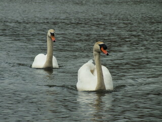 Fototapeta premium Swimming Pair of Mute Swans