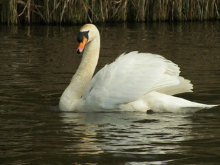 Cruisng Mute Swan 3