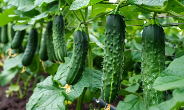 Growing cucumbers on a trellis during summer in a vibrant garden