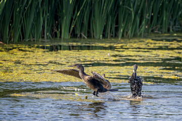 Close up of a Cormorant taking off from lake surface with wings spread