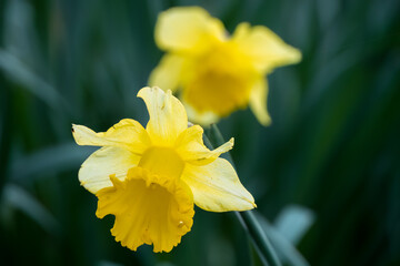 Fototapeta premium close-up of a wild bright yellow daffodil (Narcissus) flower in bloom