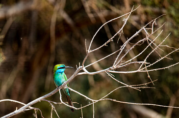 Blue-cheeked Bee-eater sitting on the branch