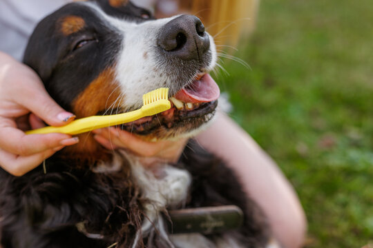 A dog owner is brushing the dogs teeth with a yellow toothbrush