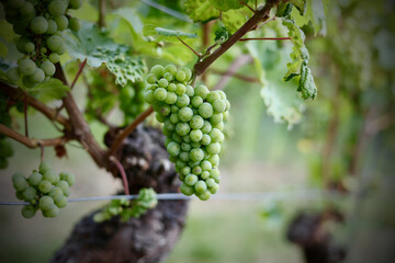 frische, fruchtige Weinrebe mit angenehmer Vignette ringsum