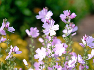 Pink prairie mallow flowers, Sidalcea Elsie Heugh