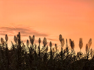 Beautiful bamboo reed in the evening sunset, silhouette of a grass in the red sky. Mobile phone photo, no filters applied, not AI