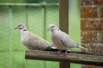 close-up of a pair of collared doves (Streptopelia Decaocto) checking out a wooden bird feeding tray