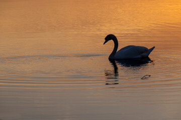 a beautiful adult white swan swims on the lake at sunset