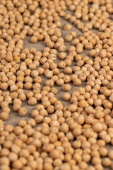 uncooked healthy grains of chickpeas porridge