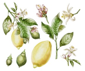 Lemons and flowers on branch watercolor illustration
