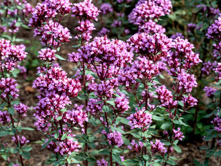 Pink flowers of marjoram Origanum laevigatum Herrenhausen