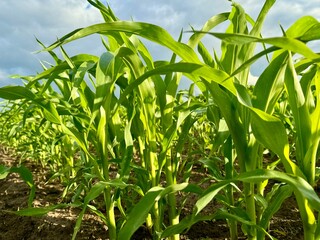 Young vivid green corn crop seedling sprout a field with no weed. Corn plans cultivated in a field