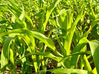 Obraz premium Young vivid green corn crop seedling sprout a field with no weed. Corn plans cultivated in a field