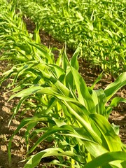 Young vivid green corn crop seedling sprout a field with no weed. Corn plans cultivated in a field