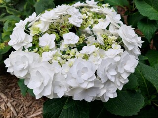White Hydrangea Macrophylla 'Wedding Gown' Mophead