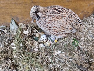 japanese laying quail checks the nest