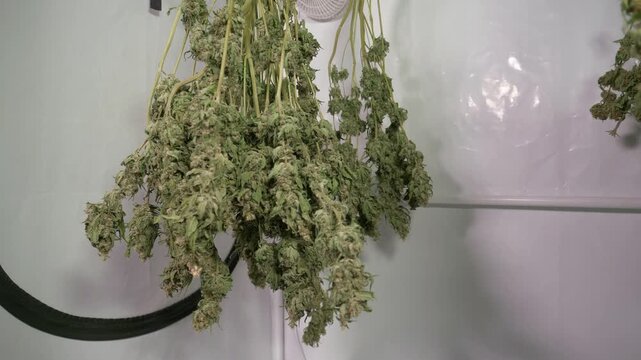 Shot of a cannabis plants drying in a grow tent