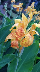Fiore 