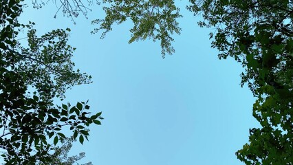 Tree crowns swirling against the sky, bottom up view