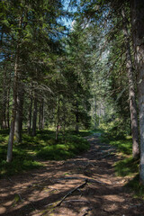 Fototapeta premium forêt