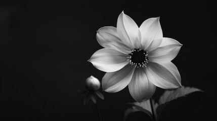 Fototapeta premium A black and white photo of a flower.