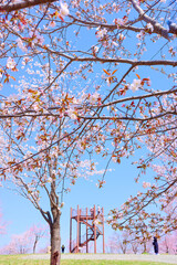 中札内村の桜