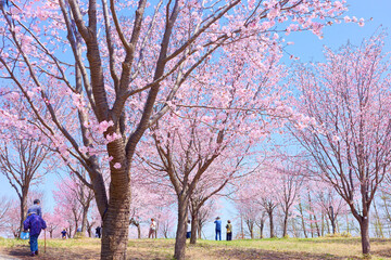 Obraz premium 中札内村の桜