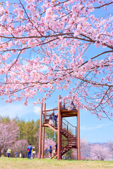 中札内村の桜 © makieni