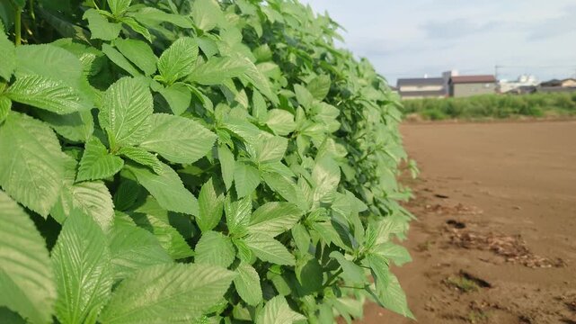 夏野菜の王様、モロヘイヤの畑、日本、緑黄色野菜