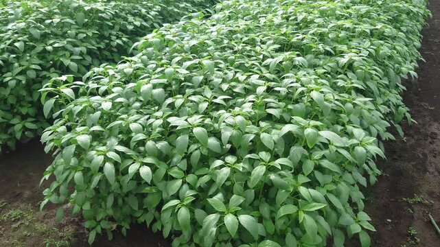 夏野菜の王様、モロヘイヤの畑、日本、緑黄色野菜