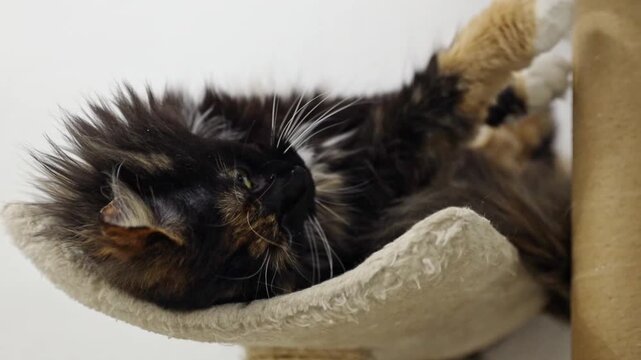 A tricolor purebred cat with green eyes is resting on a cat bed.